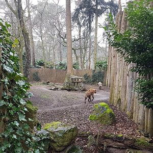 Spotted hyena enclosure