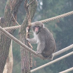 Japanese macaque