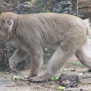 Japanese macaque