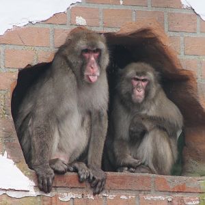 Japanese macaques