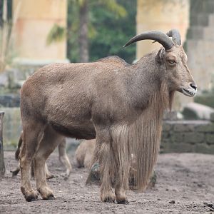 Barbary sheep
