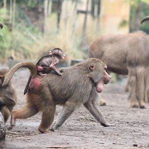 Barbary sheep and Hamadryas baboons