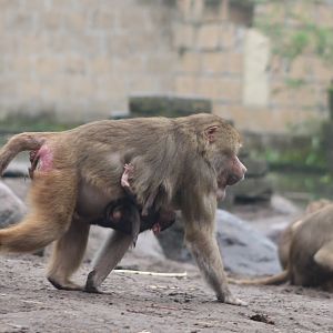Hamadryas baboons