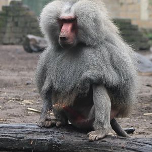 Hamadryas baboon