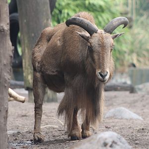 Barbary sheep