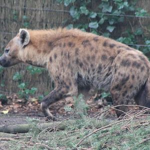 Spotted hyena