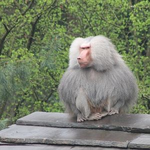 Hamadryas baboon