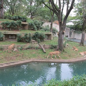 african lions exhibit
