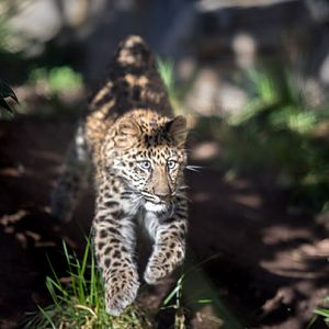 Amur leopard cub