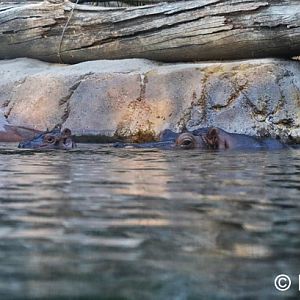 Hippo mother and baby