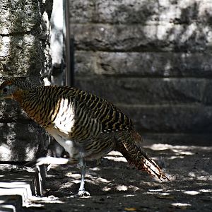 Lady Amherst's pheasant