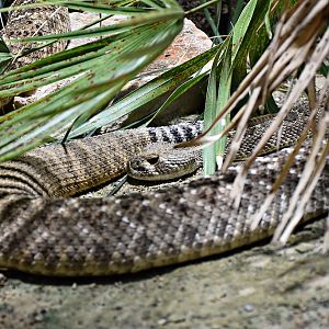 Eastern diamondback rattlesnake