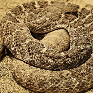 Eastern diamondback rattlesnake