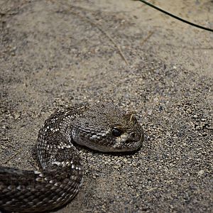 Eastern diamondback rattlesnake