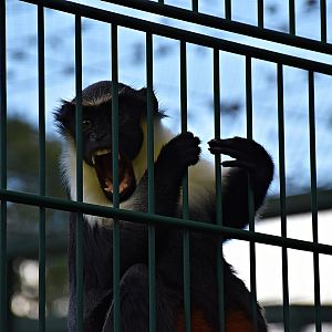 Diana monkey