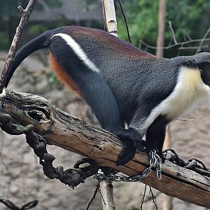Diana monkey