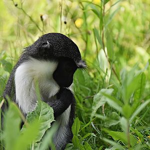 Diana monkey