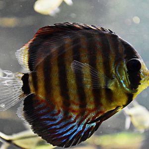 Discus (fish)