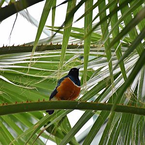 Superb starling