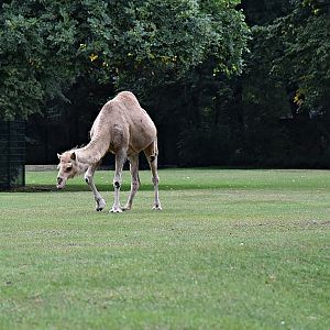 Dromedary