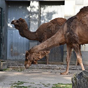 Dromedary