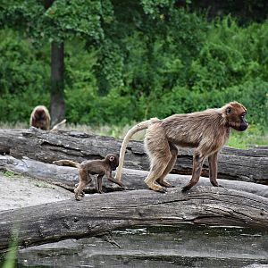 Gelada