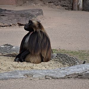 Gelada