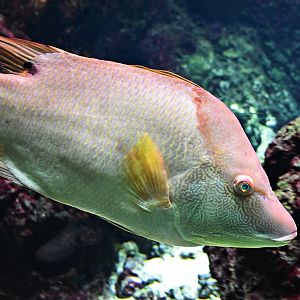 Hogfish