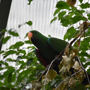 Eclectus parrot