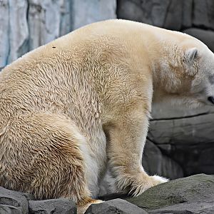 Polar bear