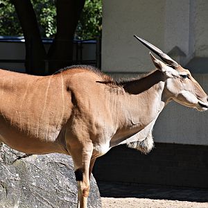 Common eland