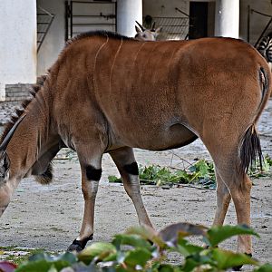 Common eland
