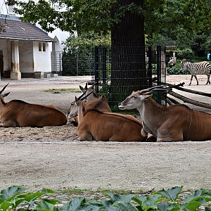 Common eland