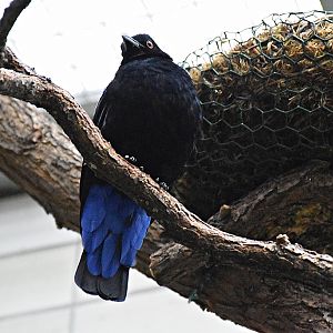 Asian fairy-bluebird
