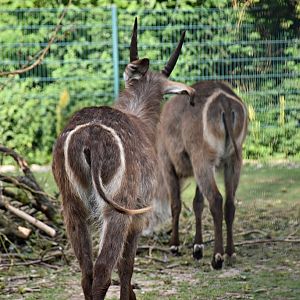 Ellipsen waterbuck