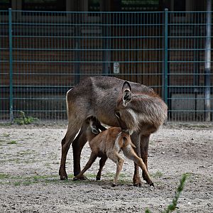 Ellipsen waterbuck