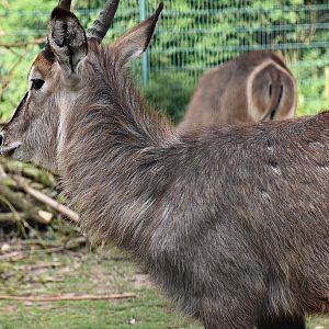 Ellipsen waterbuck