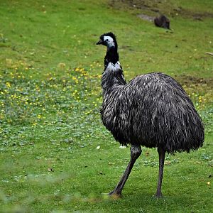 Emu