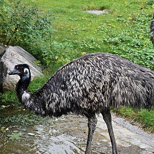 Emu