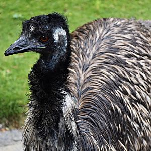 Emu