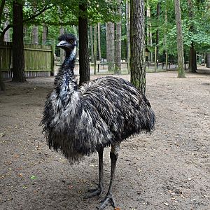 Emu