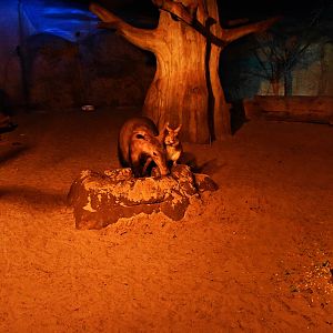 Aardvark & springhares