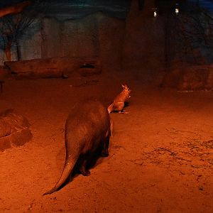 Aardvark & springhares