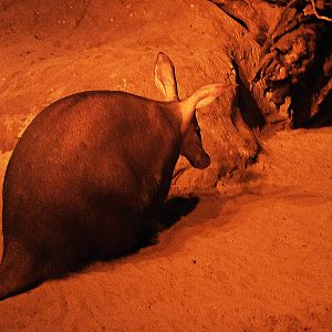 Aardvark
