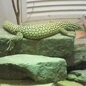 ridgetail monitor