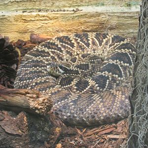 eastern diamondback rattlesnake