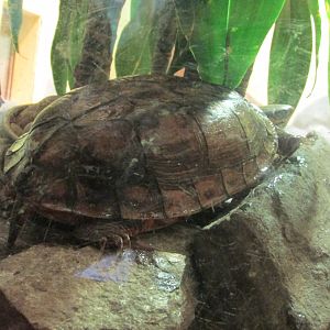 asian box turtle