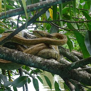 Central American tree boa (Corallus ruschenbergerii)