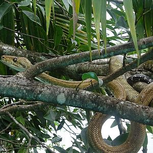 Central American tree boa (Corallus ruschenbergerii)