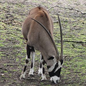 Gemsbok